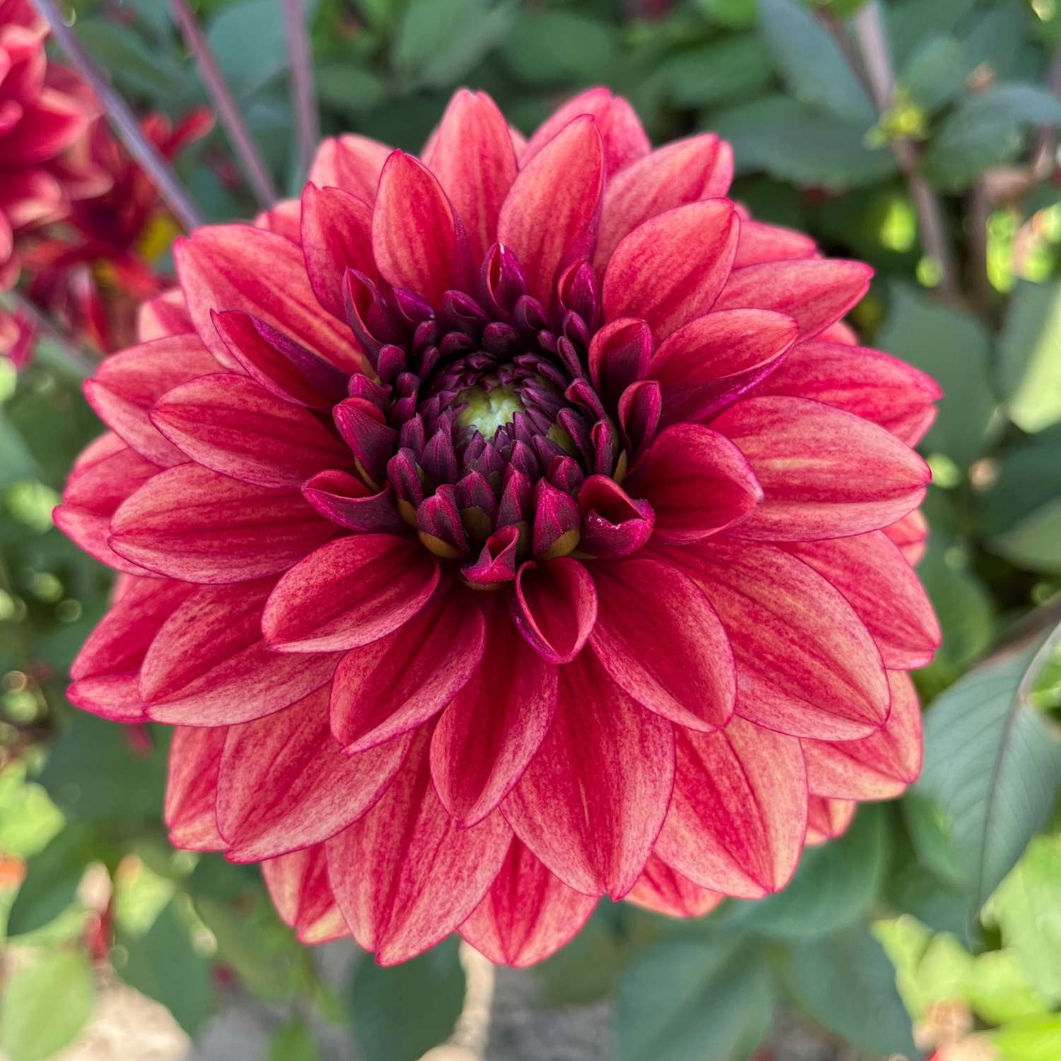 Daalia ‘Glossy Maracana’